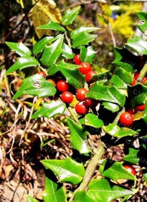 活根果价格(活根草图片大全)-图3 活根果价格(活根草图片大全)-图3