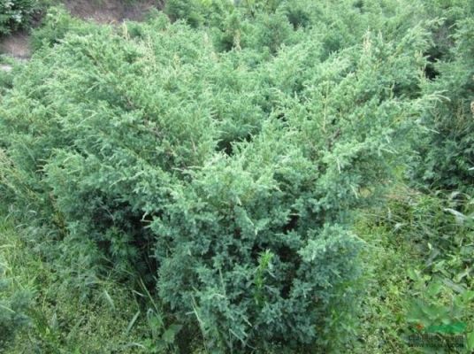 鹿角桧价格(鹿角桧是什么类植物)-图2 鹿角桧价格(鹿角桧是什么类植物)-图2