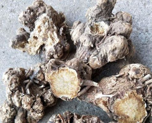 苍术价格行情(苍术价格行情中药材天地网)-图3 苍术价格行情(苍术价格行情中药材天地网)-图3