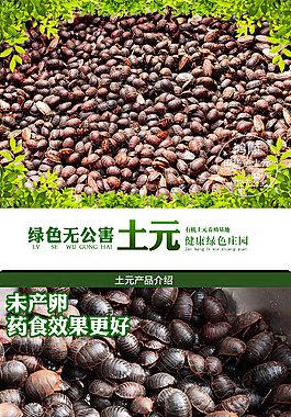 土元鸡价格(土元鸡蛋60只一盒多少钱)-图2 土元鸡价格(土元鸡蛋60只一盒多少钱)-图2