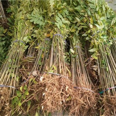 椿树芽价格(椿芽树苗批发)-图3 椿树芽价格(椿芽树苗批发)-图3