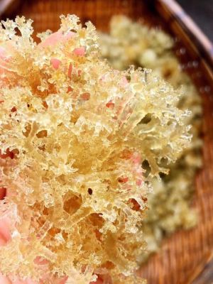 竹燕窝价格(竹燕窝多少钱)-图3 竹燕窝价格(竹燕窝多少钱)-图3