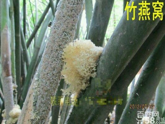 竹燕窝价格(竹燕窝多少钱)-图2 竹燕窝价格(竹燕窝多少钱)-图2