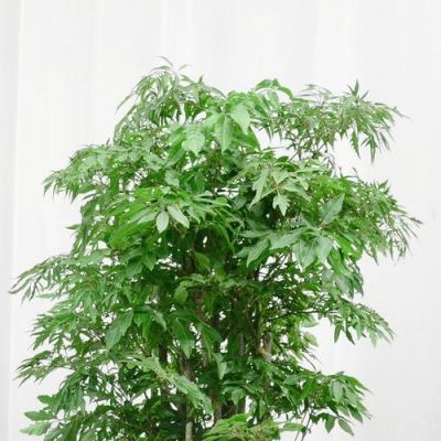 福禄寿树价格（细叶福禄寿树）