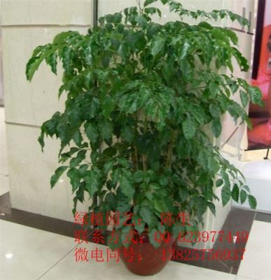 福禄寿树价格(细叶福禄寿树)-图2 福禄寿树价格(细叶福禄寿树)-图2