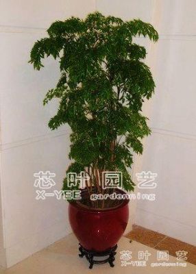 福禄寿树价格(细叶福禄寿树)-图3 福禄寿树价格(细叶福禄寿树)-图3