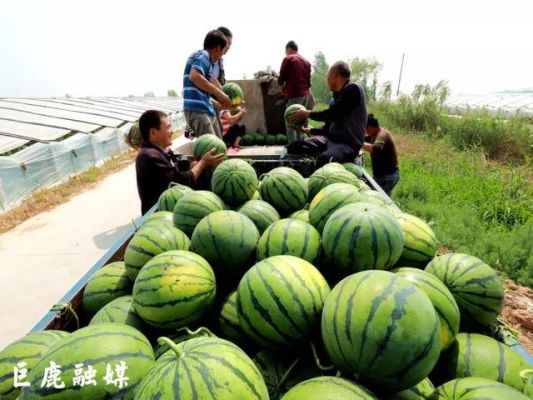 巨鹿南哈口西瓜价格(巨鹿西瓜市场地址)-图1 巨鹿南哈口西瓜价格(巨鹿西瓜市场地址)-图1