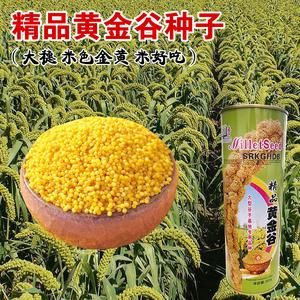 2017年黄谷价格(2020年黄谷价)-图3 2017年黄谷价格(2020年黄谷价)-图3