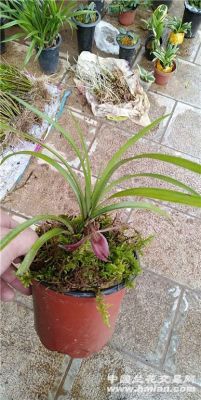 朵香的价格(朵香的养殖方法)-图3 朵香的价格(朵香的养殖方法)-图3