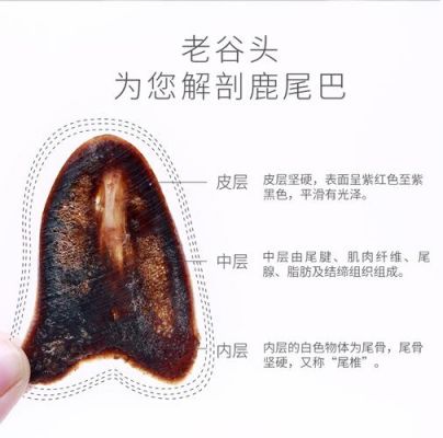 鹿尾巴的价格（鹿尾巴的价格一般是多少）