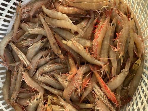 沙卢虾价格（沙卢虾的营养价值）-图2