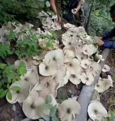 鸡纵蛋价格(鸡蛋价格最新消息)-图1 鸡纵蛋价格(鸡蛋价格最新消息)-图1