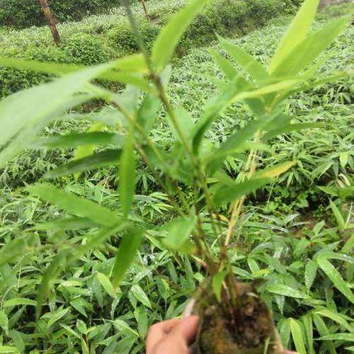 方竹苗价格(方竹苗求购)-图2 方竹苗价格(方竹苗求购)-图2
