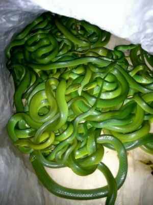 青竹蛇价格(青竹蛇多少钱一斤)-图3 青竹蛇价格(青竹蛇多少钱一斤)-图3