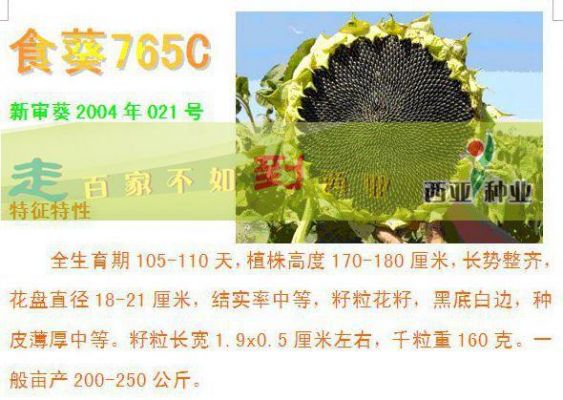 食葵价格预测(食葵最新价格)-图3 食葵价格预测(食葵最新价格)-图3