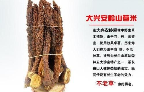 草从蓉价格（草从蓉的功效与作用）-图2