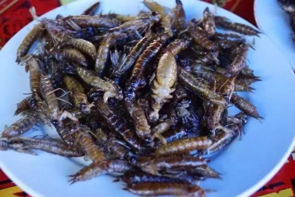 虾巴虫价格（虾巴虫图片价格）-图3