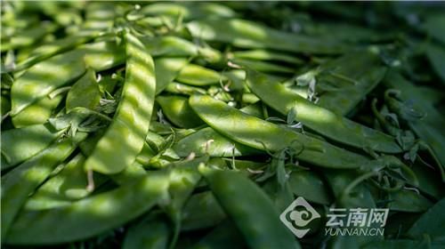 小荚豆价格(荚豆种植管理)-图2 小荚豆价格(荚豆种植管理)-图2