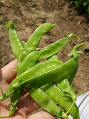 小荚豆价格(荚豆种植管理)-图3 小荚豆价格(荚豆种植管理)-图3