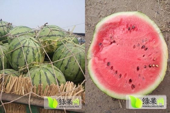 去开封拉西瓜什么价格(开封西瓜今日报价)-图3 去开封拉西瓜什么价格(开封西瓜今日报价)-图3