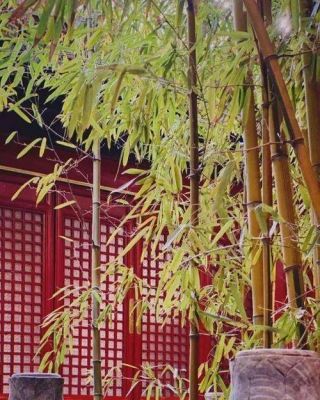 柘树价格查询的简单介绍-图3 柘树价格查询的简单介绍-图3