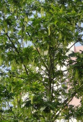 麻柳树的价格(麻柳树多少钱一棵)-图2 麻柳树的价格(麻柳树多少钱一棵)-图2