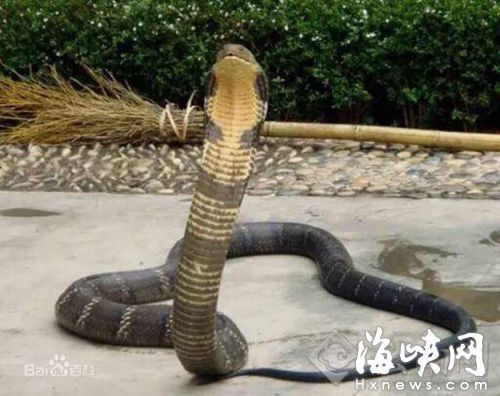王蛇价格(王蛇价格表)-图3 王蛇价格(王蛇价格表)-图3
