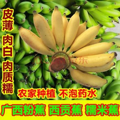 焦丁的价格（焦有哪几个品种蕉）