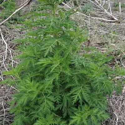 青蒿草价格(青蒿市场价)-图2 青蒿草价格(青蒿市场价)-图2