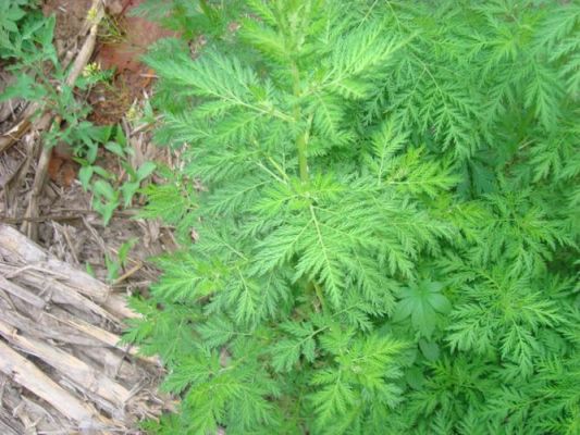 青蒿草价格(青蒿市场价)-图3 青蒿草价格(青蒿市场价)-图3