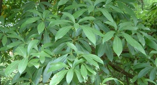 润楠木价格的简单介绍