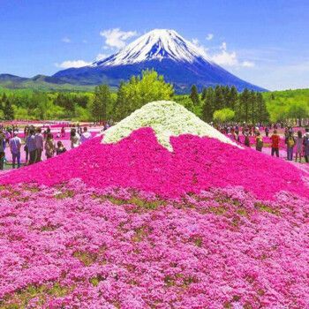 芝樱种子价格(芝樱种植密度)-图3 芝樱种子价格(芝樱种植密度)-图3