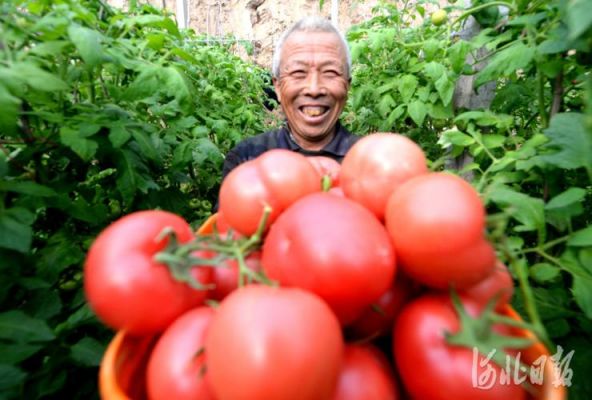最近威县西红柿价格(威县高公庄西红柿批发)-图2 最近威县西红柿价格(威县高公庄西红柿批发)-图2