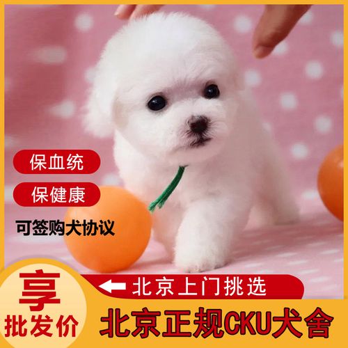 比迪犬价格(比迪是什么狗)-图3 比迪犬价格(比迪是什么狗)-图3