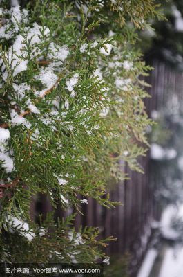 雪柏的价格(雪柏树价值多少)-图2 雪柏的价格(雪柏树价值多少)-图2