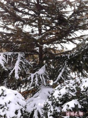 雪柏的价格(雪柏树价值多少)-图3 雪柏的价格(雪柏树价值多少)-图3