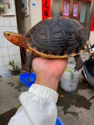 安缘龟苗价格(安缘种龟价格)-图3 安缘龟苗价格(安缘种龟价格)-图3