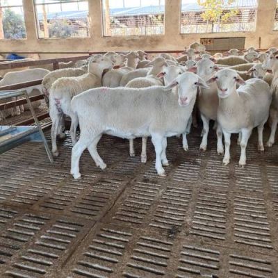 澳洲白绵羊价格(澳洲白绵羊种公羊价格)-图1 澳洲白绵羊价格(澳洲白绵羊种公羊价格)-图1