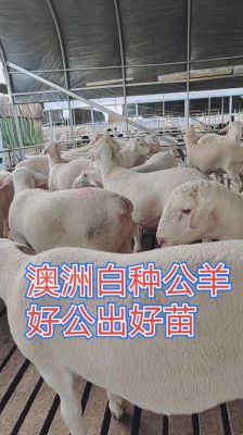 澳洲白绵羊价格(澳洲白绵羊种公羊价格)-图2 澳洲白绵羊价格(澳洲白绵羊种公羊价格)-图2