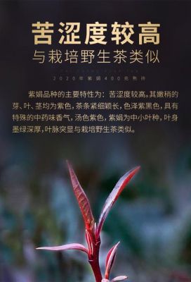 紫娟茶的价格(紫娟茶图片大全)-图2 紫娟茶的价格(紫娟茶图片大全)-图2
