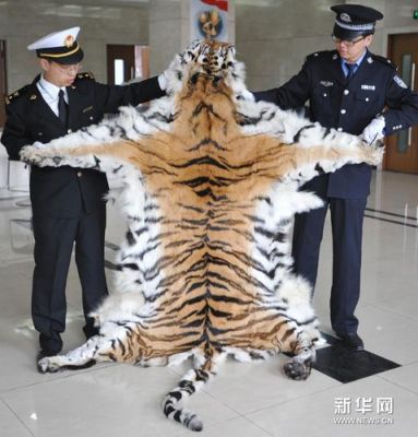 虎筋的价格（虎筋多少钱一条）