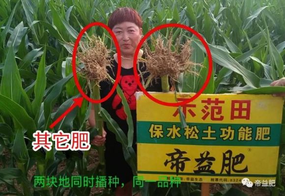 叶县玉米价格(叶县玉米价格最新消息)-图3 叶县玉米价格(叶县玉米价格最新消息)-图3
