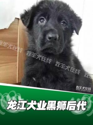 黑狮犬价格(黑狮狗多少钱一只)-图2 黑狮犬价格(黑狮狗多少钱一只)-图2