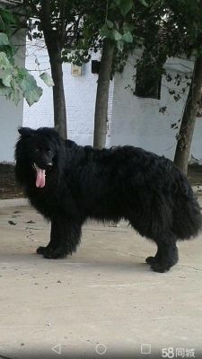 黑狮犬价格(黑狮狗多少钱一只)-图3 黑狮犬价格(黑狮狗多少钱一只)-图3
