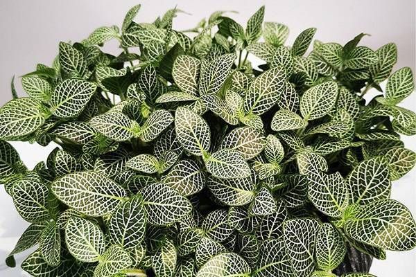 网纹草的价格(网纹草的种植方法)-图3 网纹草的价格(网纹草的种植方法)-图3