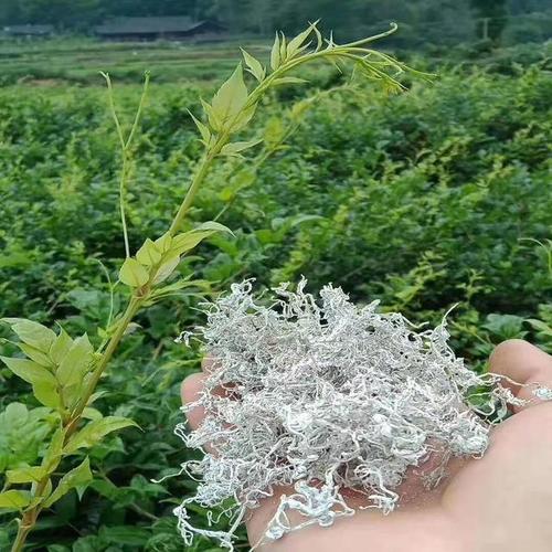 古步藤价格(古藤茶的功效与作用)-图1 古步藤价格(古藤茶的功效与作用)-图1