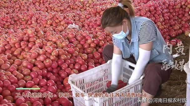 内黄西红柿价格(河南内黄西红柿基地)-图2 内黄西红柿价格(河南内黄西红柿基地)-图2