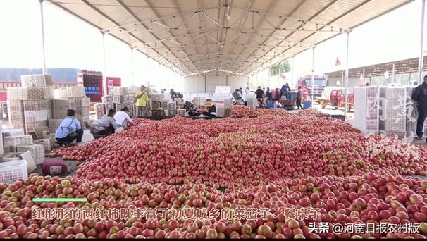 内黄西红柿价格（河南内黄西红柿基地）
