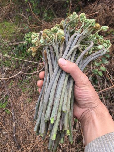 新鲜蕨菜价格(蕨菜价钱)-图1 新鲜蕨菜价格(蕨菜价钱)-图1