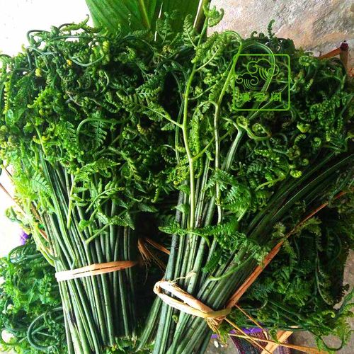 新鲜蕨菜价格(蕨菜价钱)-图2 新鲜蕨菜价格(蕨菜价钱)-图2